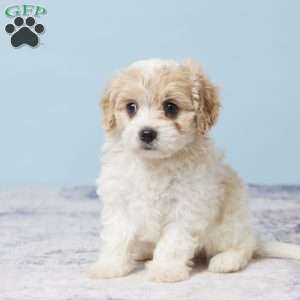 Garrett, Cavachon Puppy